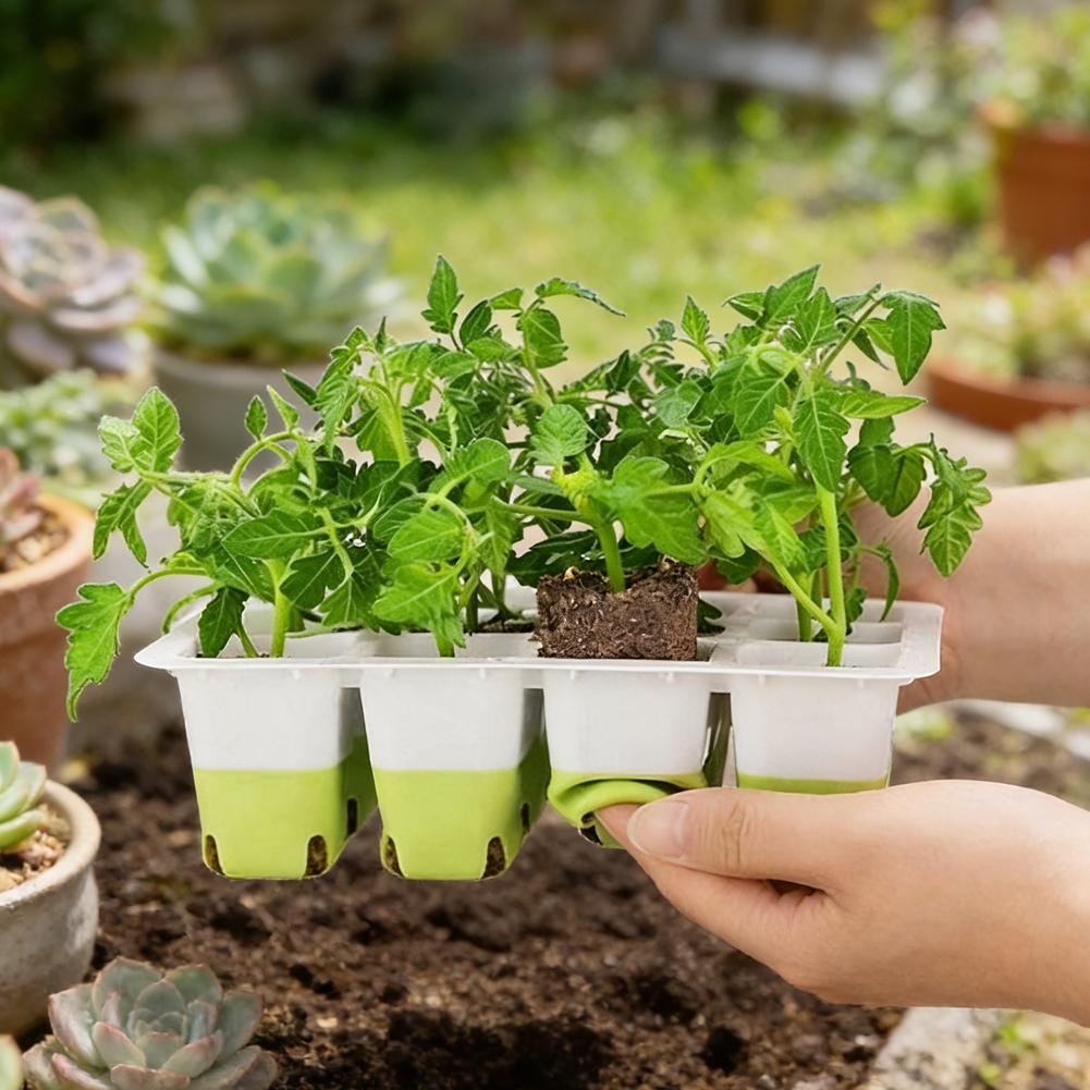ถาดเพาะเมล็ดซิลิโคน 12 หลุม ชุ - Seed Starter Tray บทวิจารณ์และราคา