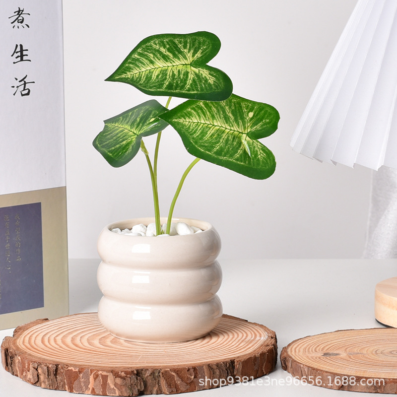 กระถางต้นไม้เซรามิกแบบรดน้ำเอง - Self Watering Planter บทวิจารณ์และราคา