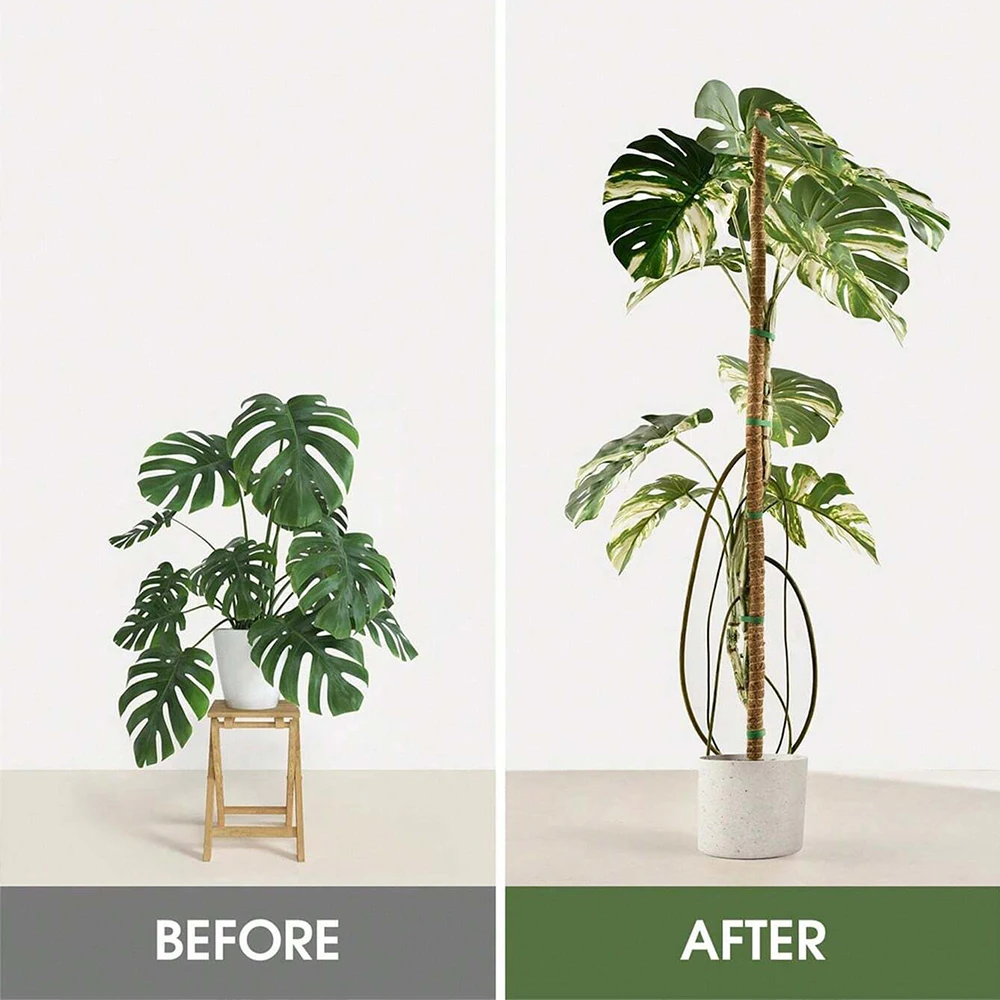 เสาไม้สนับสนุนต้นมอนสเตอร่า สำ - Indoor Herb Garden บทวิจารณ์และราคา
