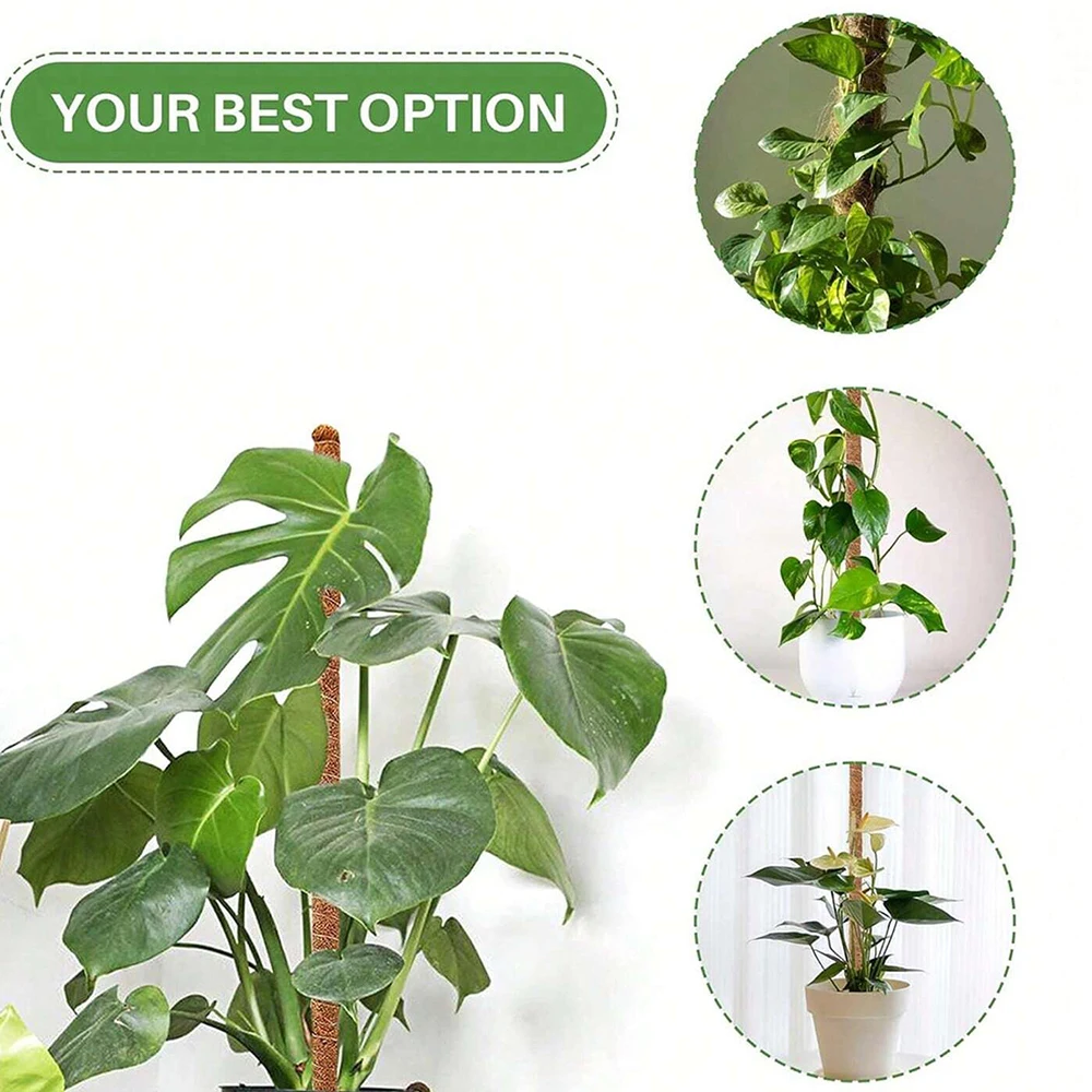 เสาไม้สนับสนุนต้นมอนสเตอร่า สำ - Indoor Herb Garden บทวิจารณ์และราคา