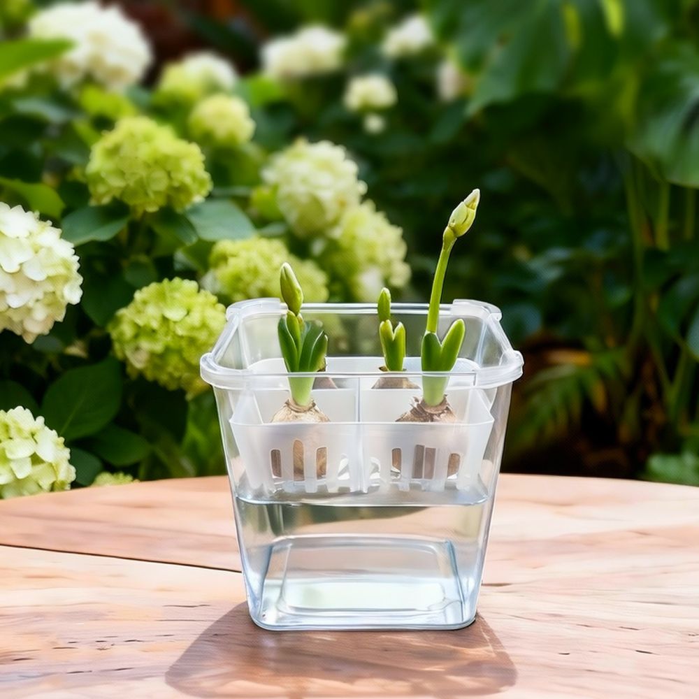 กระถางไฮโดรโปนิกส์สำหรับปลูกทิ - Plant Pot บทวิจารณ์และราคา