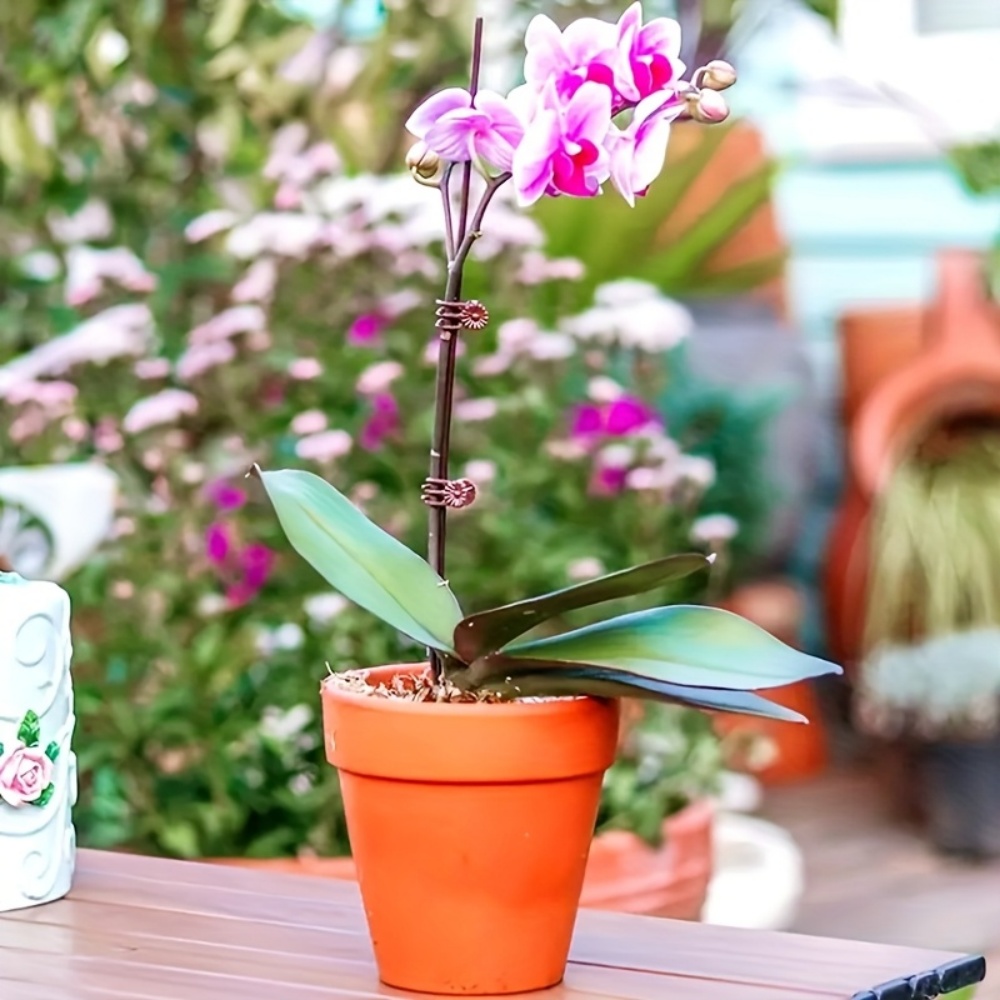 คลิปหนีบต้นกล้วยไม้และไม้เลื้อ - Indoor Herb Garden บทวิจารณ์และราคา