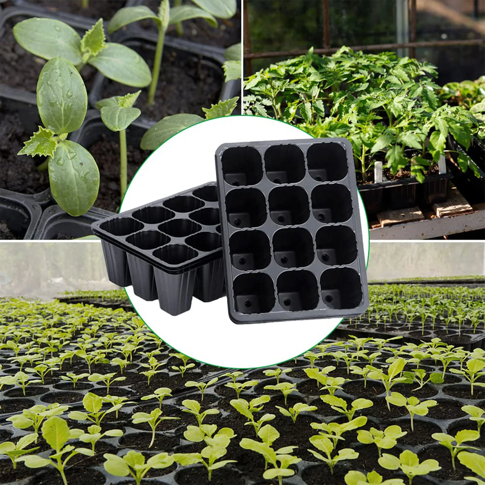 ถาดเพาะกล้าพลาสติกสีดำ 12 ช่อง - Seed Starter Tray บทวิจารณ์และราคา