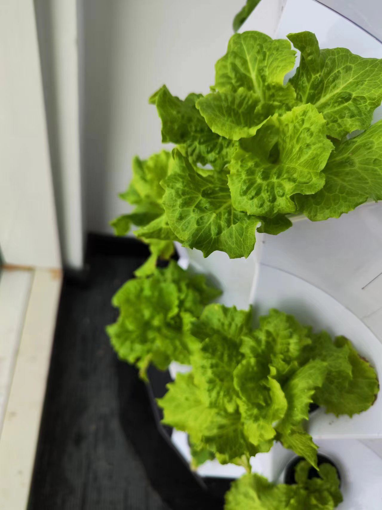 ระบบชุดอุปกรณ์ให้น้ำหยดอัตโนมั - Hydroponic Kit บทวิจารณ์และราคา